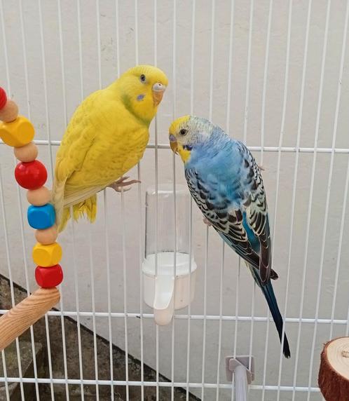 2 parkieten met kooi, Dieren en Toebehoren, Vogels | Parkieten en Papegaaien, Parkiet, Meerdere dieren