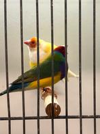 Rk 1x man 25 euro, Dieren en Toebehoren, Vogels | Overige Vogels