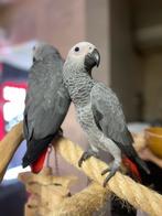 Grijs roodstart 3 maande Tam, Dieren en Toebehoren, Mannelijk, Papegaai, Pratend