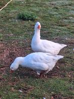 Heel mooi koppel witte boerenganzen, Dieren en Toebehoren, Pluimvee, Meerdere dieren, Gans of Zwaan