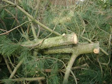 Gratis brandhout Pinus  in Kortrijk !!! beschikbaar voor biedingen