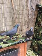 Koppel Turkse Takla duiven, Dieren en Toebehoren, Vogels | Duiven