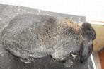 franse hangoren, Dieren en Toebehoren, Konijnen, Meerdere dieren, Groot, Hangoor, 0 tot 2 jaar