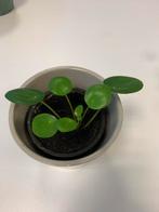 Pannenkoekplant (Pilea peperomioides), Maison & Meubles, Plantes d'intérieur, Enlèvement