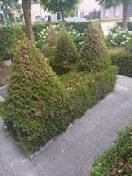 Gratis: Buxus planten, Ophalen, Vaste plant, Overige soorten