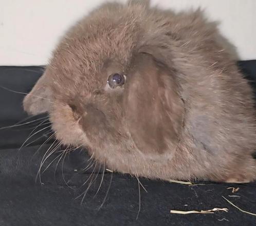 Minilop rammetje, Dieren en Toebehoren, Konijnen, Dwerg, Mannelijk, 0 tot 2 jaar, Hangoor