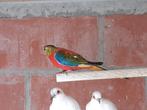 Turquoisines, Mannelijk, Parkiet, Geringd