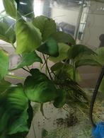 Anubias te ruilen, Dieren en Toebehoren, Ophalen