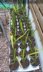 Tuinen, Tuin en Terras, Planten | Tuinplanten, Ophalen, Vaste plant, Overige soorten