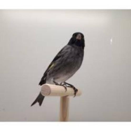 hybride zwarte sijs x frater, Dieren en Toebehoren, Vogels | Overige Vogels, Wildzangvogel, Meerdere dieren, Tam, Geringd