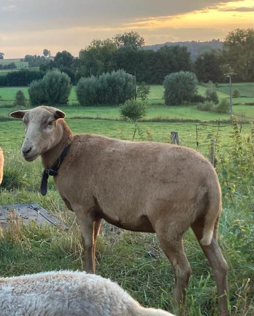 Magnifique brebis du cameroun, sans masque noir, Animaux & Accessoires, Moutons, Chèvres & Cochons, Mouton, Femelle, 0 à 2 ans