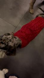Hondentrui, Dieren en Toebehoren, Hondenkleding, Ophalen of Verzenden, Zo goed als nieuw, Hondentrui