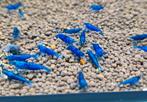 Neocaridina Blue Dream - Blauwe Garnalen, Kreeft, Krab of Garnaal, Zoetwatervis