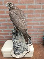 Gerfalçon noir avec des citations corporelles, Enlèvement ou Envoi, Neuf, Oiseaux, Animal empaillé