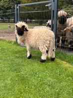 Walisser schwarznase ramlam, Dieren en Toebehoren, Schapen, Geiten en Varkens, Mannelijk, Schaap, 0 tot 2 jaar