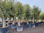Olea europaea, stamomtrek 50/60, Ophalen of Verzenden