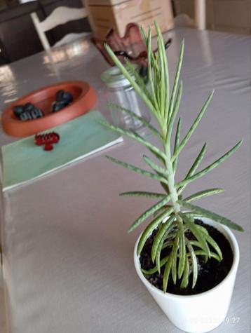 KalanchoeTubiflorz30cm beschikbaar voor biedingen