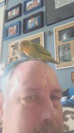 dwerg pappegaien, Meerdere dieren, Dwergpapegaai of Agapornis, Tam