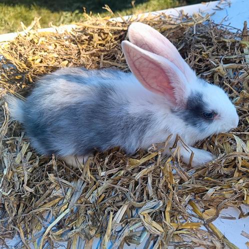 Zeldzaam konijn met blauwe 1 oog en 1 Bruine oog!, Dieren en Toebehoren, Konijnen, Groot