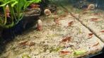 Red sakura garnaaltjes, Dieren en Toebehoren, Vissen | Aquariumvissen, Kreeft, Krab of Garnaal, Zoetwatervis, Schoolvis