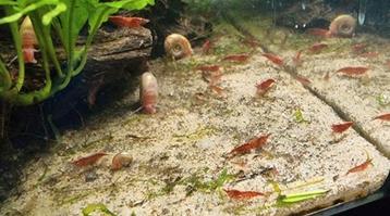 Red sakura garnaaltjes beschikbaar voor biedingen