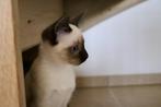 Prachtige traditionele (Thai) siamese kittens met stamboom, Poes, Gechipt, 0 tot 2 jaar