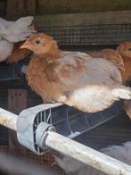 Legkip kuikens /gesekt en geënt/ handtam, Dieren en Toebehoren, Pluimvee, Vrouwelijk, Kip