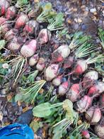 Handgerooide voederbieten, Ophalen