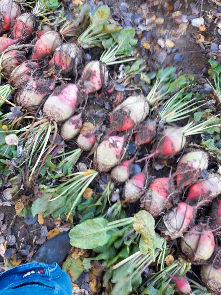 Handgerooide voederbieten, Zakelijke goederen, Landbouw | Veevoer, Ophalen