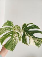 Monstera deliciosa albo variegata, Huis en Inrichting, Kamerplanten, Ophalen of Verzenden