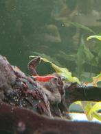 Vuurgarnaal - neocaridina, Dieren en Toebehoren, Vissen | Aquariumvissen