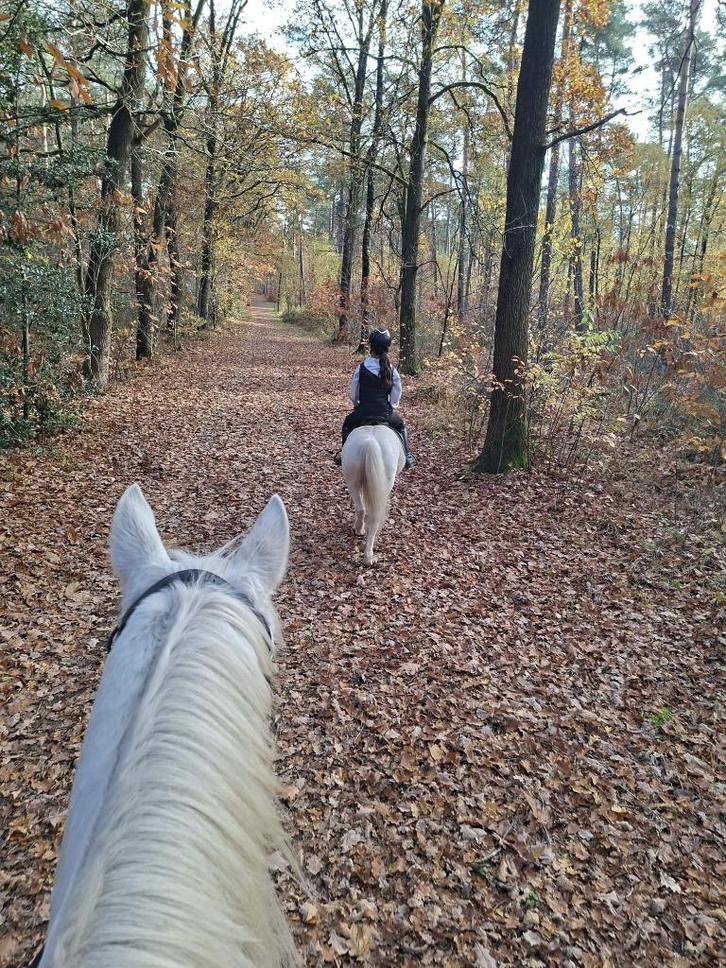 Plek vrij in de wei!, Dieren en Toebehoren, Stalling en Weidegang, 1 paard of pony