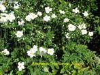 Anemone "Honorine Jobert", prachtige late bloeier, Tuin en Terras, Halfschaduw, Vaste plant, Herfst, Overige soorten