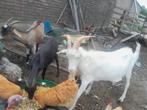 Geiten te koop., Dieren en Toebehoren, Schapen, Geiten en Varkens