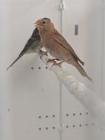 Barmsijs 2025, Dieren en Toebehoren, Vogels | Overige Vogels, Meerdere dieren, Wildzangvogel, Geringd