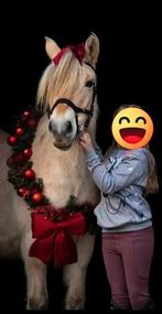 4,5 jarige beleerde en betuigde fjordenmerrie, Dieren en Toebehoren