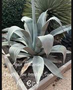 Te koop:Agave Franzosinii, Tuin en Terras, Ophalen