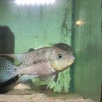 Cichlasoma istlanum aka 'Living Diamond' levende diamant !, Dieren en Toebehoren, Vissen | Aquariumvissen, Vis, Zoetwatervis