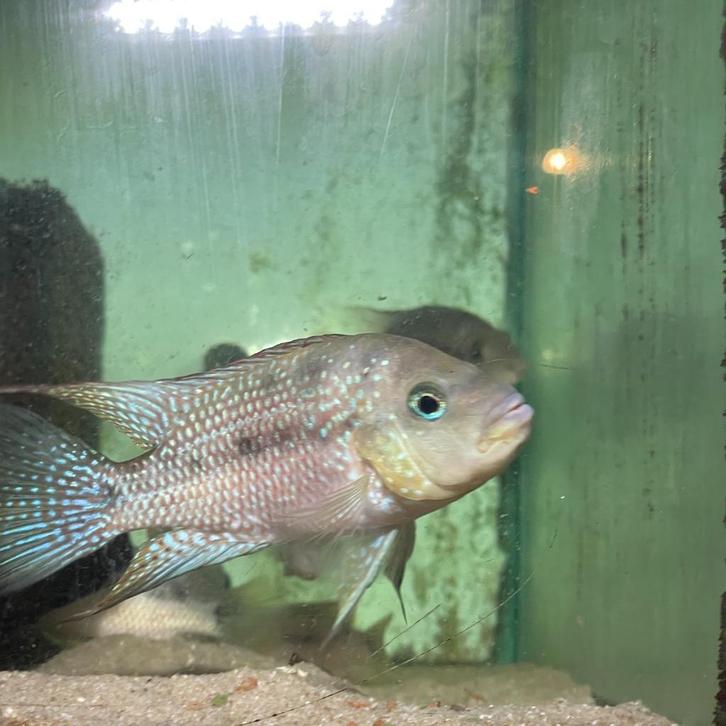 Cichlasoma istlanum aka 'Living Diamond' levende diamant !, Dieren en Toebehoren, Vissen | Aquariumvissen, Zoetwatervis, Vis