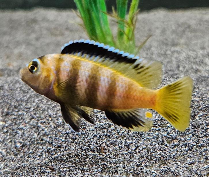 Chidonga saulosi malawi cichliden, Dieren en Toebehoren, Vissen | Aquariumvissen, Zoetwatervis, Vis