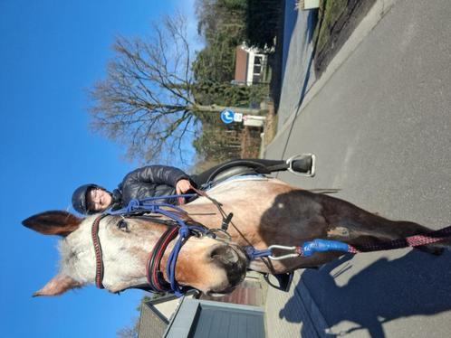 Rij lessen voor iedereen, Dieren en Toebehoren, Paarden en Pony's | Overige Paardenspullen, Nieuw, Recreatie, Ophalen of Verzenden
