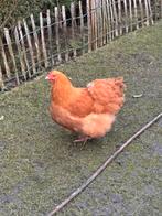 1 orpington buff hen met 1 orpington buff haan, Dieren en Toebehoren, Pluimvee