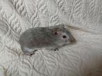 Cavia jong mannetje, Dieren en Toebehoren, Knaagdieren, Cavia, Augustus, Mannelijk, Tam