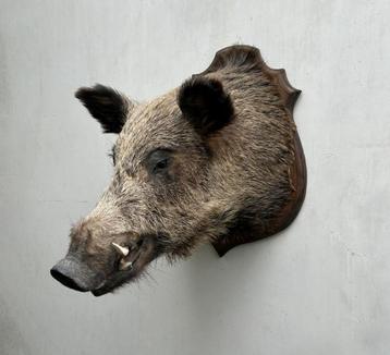 Mooie grote kop van wild everzwijn - taxidermie  beschikbaar voor biedingen