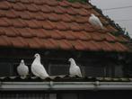 witte reisduiven, Animaux & Accessoires, Oiseaux | Pigeons