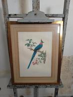 La Pie de Collie - Jacques Barraband, Enlèvement ou Envoi