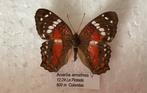 Anartia amathea, vrouwelijk, Colombia, Verzamelen, Dierenverzamelingen, Ophalen of Verzenden