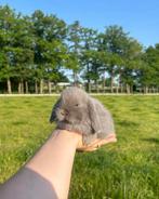 Miso zoekt een thuis, Dieren en Toebehoren, Mannelijk, Dwerg, Hangoor, 0 tot 2 jaar