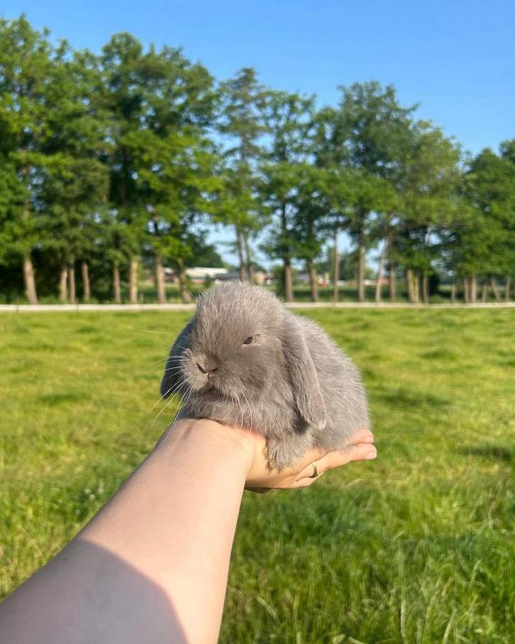 Miso zoekt een thuis, Dieren en Toebehoren, Konijnen, Dwerg, Mannelijk, 0 tot 2 jaar, Hangoor