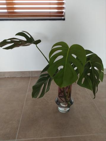 2 stekjes Monstera deliciosa  beschikbaar voor biedingen